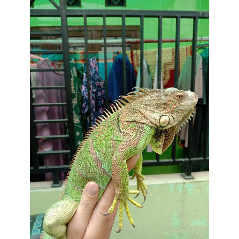 (Super Cakep) Iggy/iguana green colum jumbo -+80cm mainan anak-anak lucu