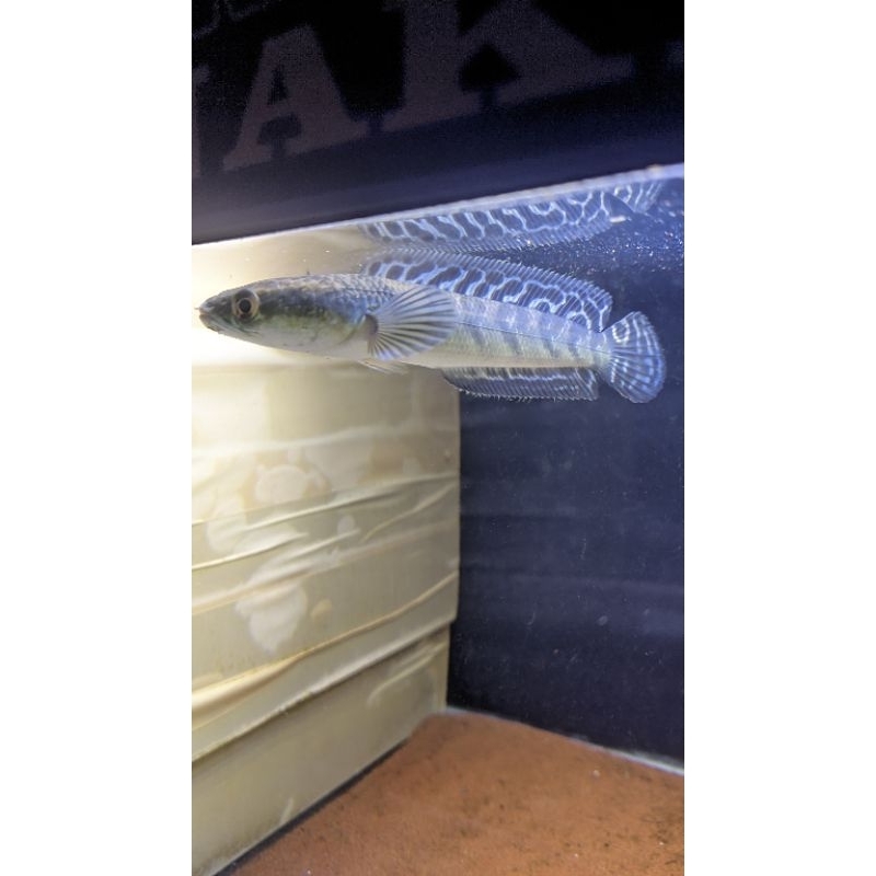 channa ys simet 14-15cm