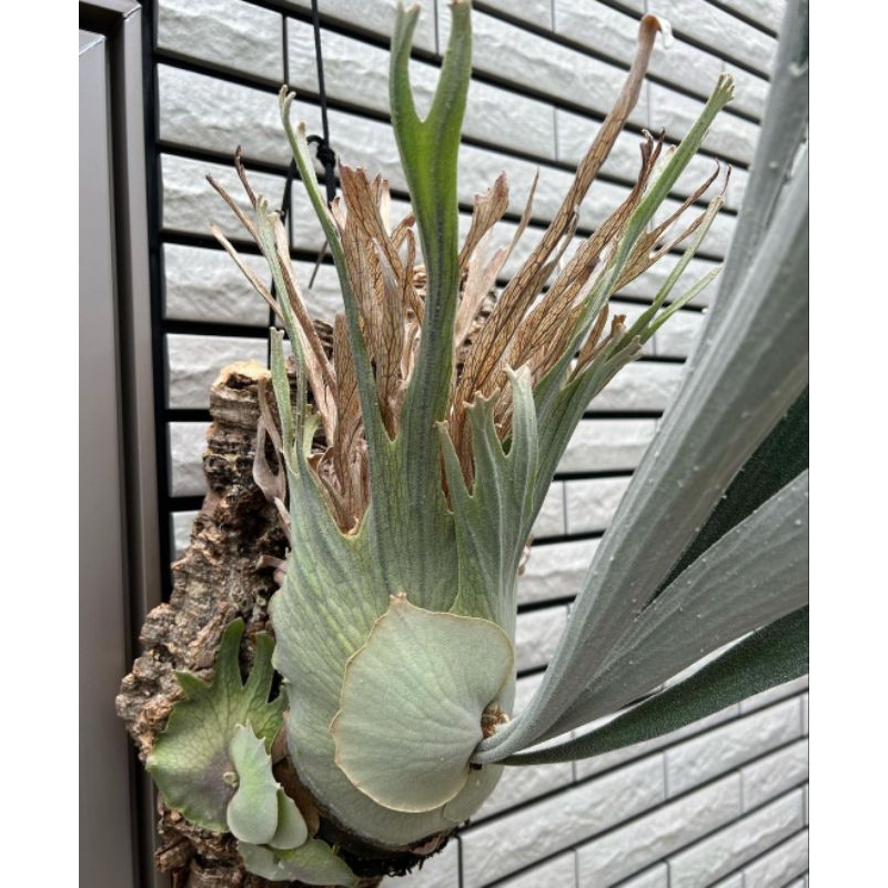 Platycerium_veitchii auburn river