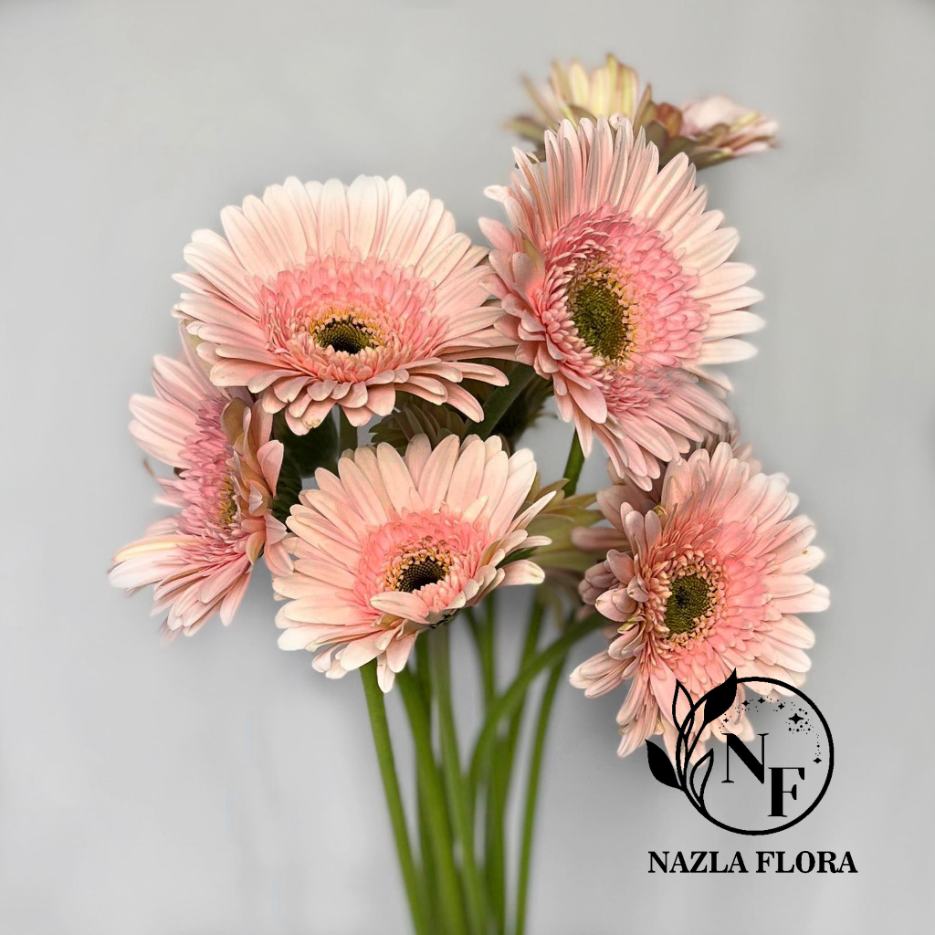 Bunga Potong Gerbera Pink ( per ikat isi 10 batang)