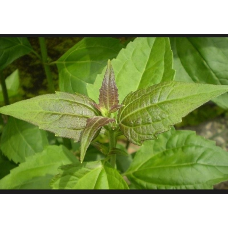 

KIRINYUH SEGAR jual 500g