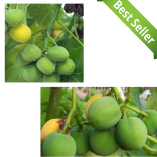 

Buah jarak segar 100%