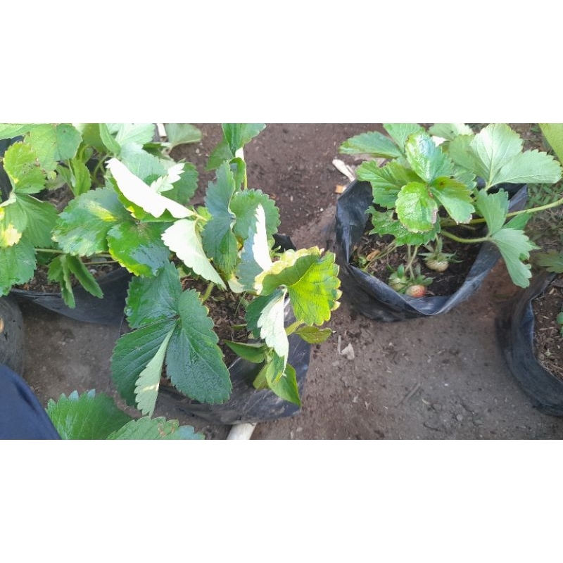 bibit tanaman buah stroberi