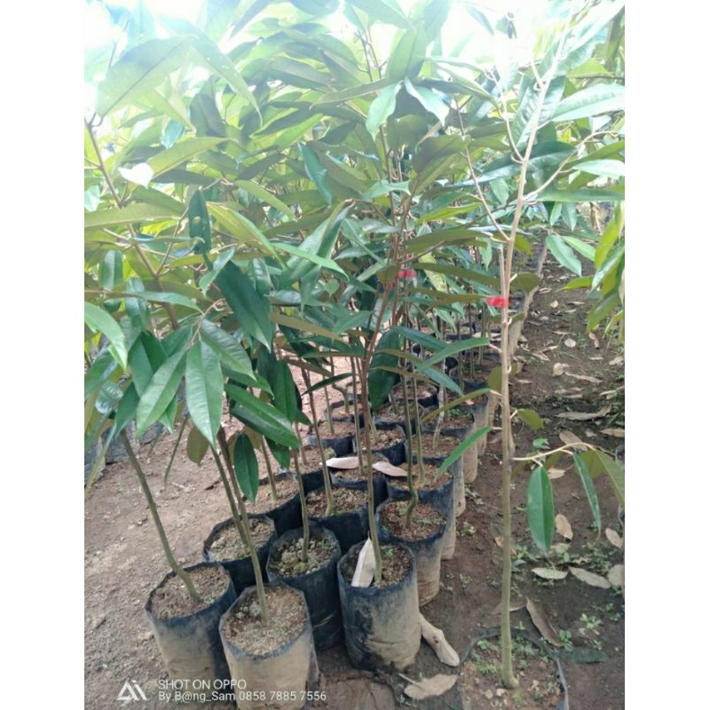 Bibit Durian Musangking, Bawor, Ochii, Super tembaga dll (Packing kayu)
