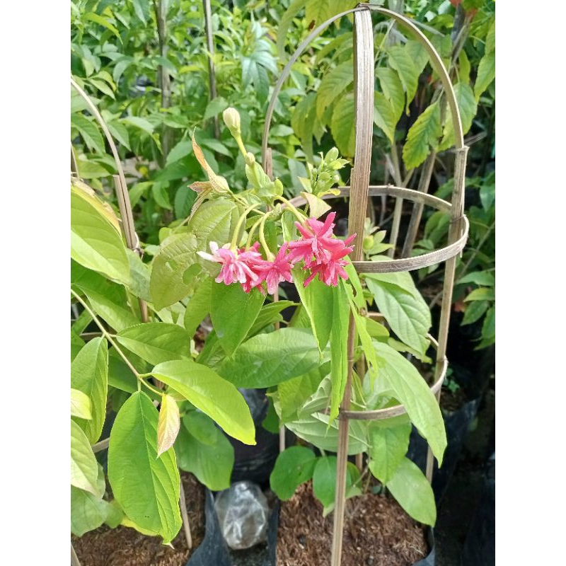 Melati Belanda 1 meter rimbun berbunga