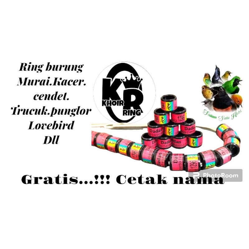 RING BURUNG MURAI Kacer CENDET
