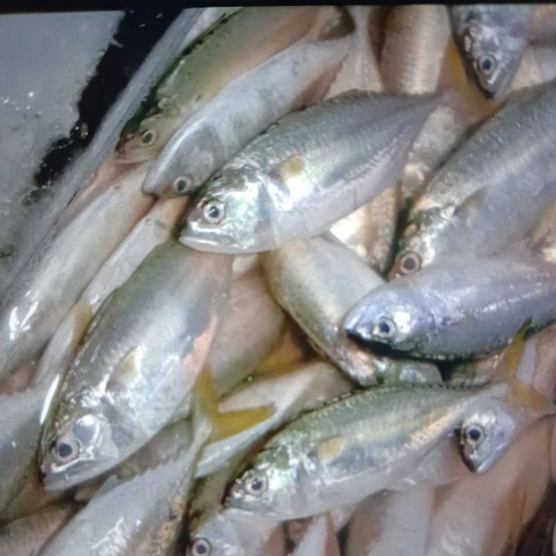 

ikan kembung 500gr