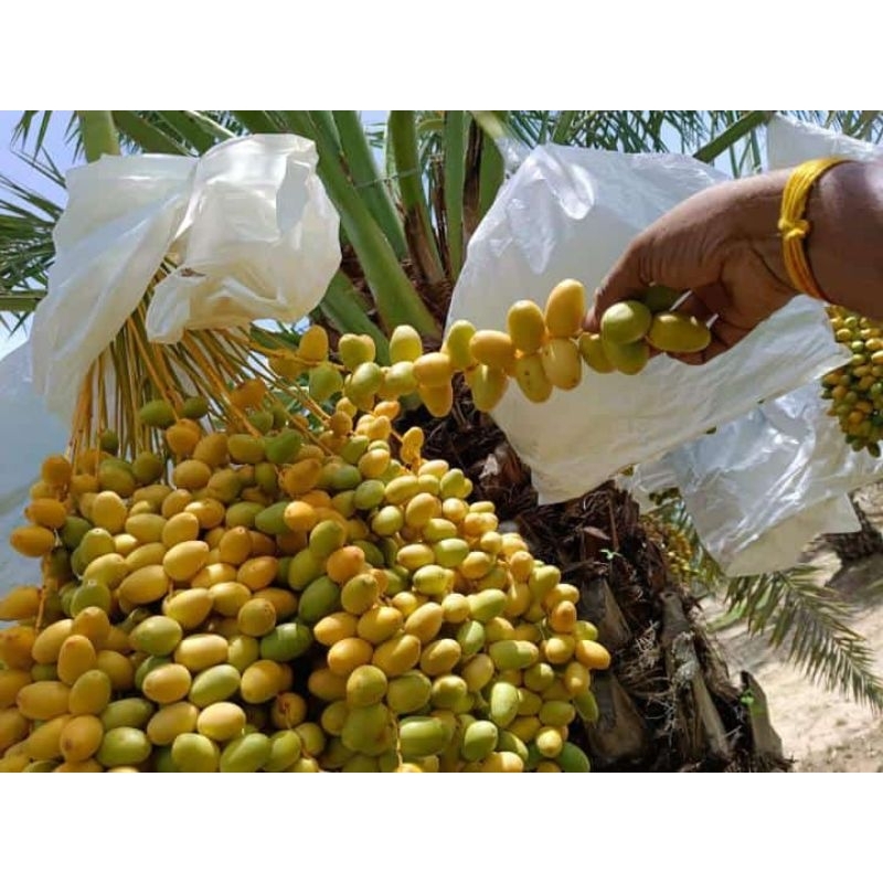 PROMIL KURMA MUDA 1KG