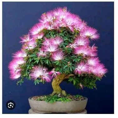 Bahan Bonsai Kaliandra Sulimaraja