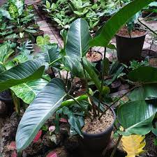 tanaman hias  philodendron pukii