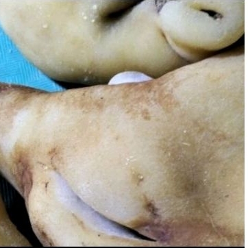 

Kikil Kepala Sapi Tebal & Mateng 1kg