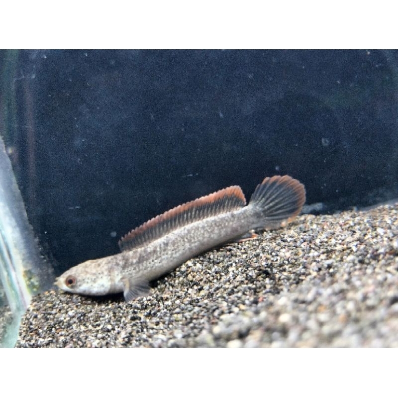 limbata Cb uk 5-7cm Rim Tebal