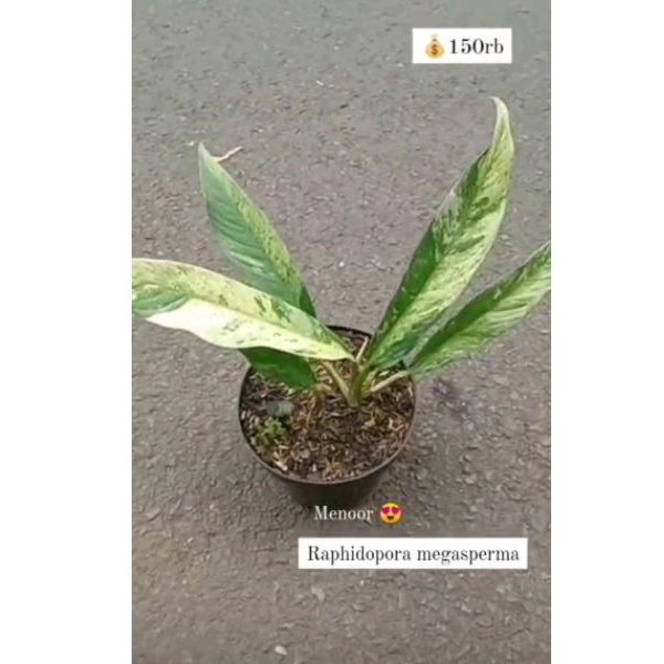 Raphidopora Megasperma Variegated