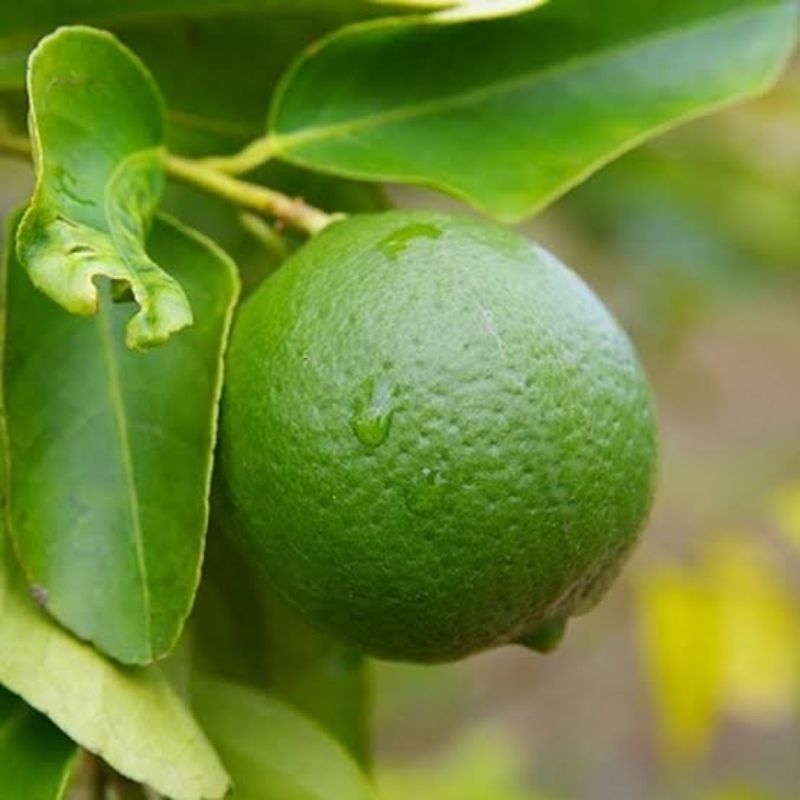 

bibit jeruk nipis hasil okulasi