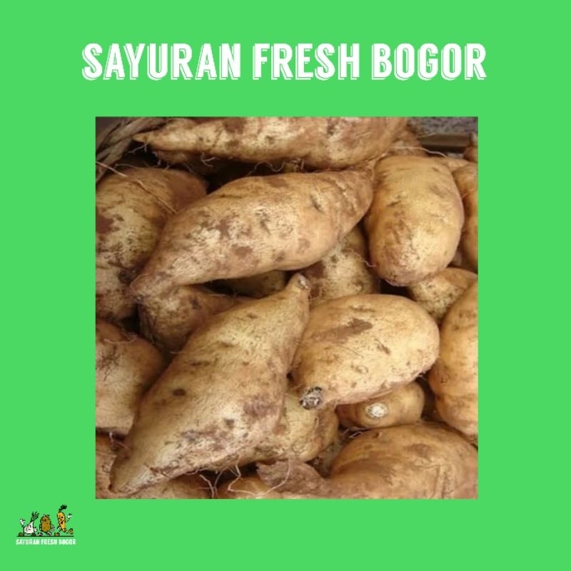 

Ubi Putih ( 500 Gram ) | Sayuran Fresh Bogor