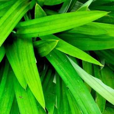 

Daun Pandan