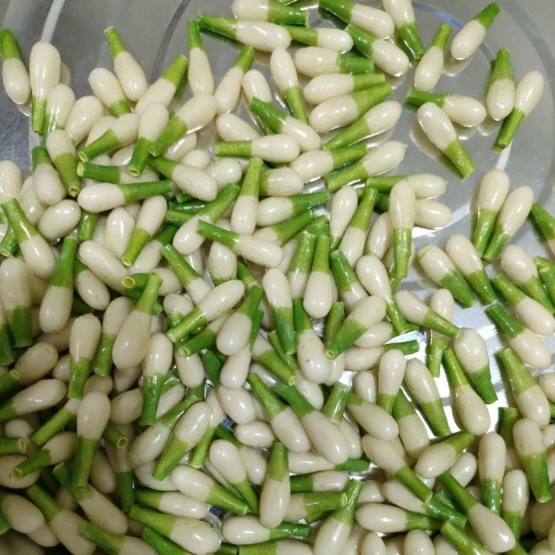 MELATI PALSU IMITASI PREMIUM ECERAN BELUM DIRONCE