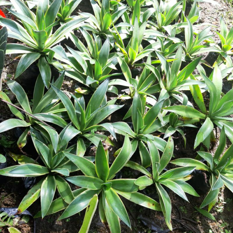 agave mahkota