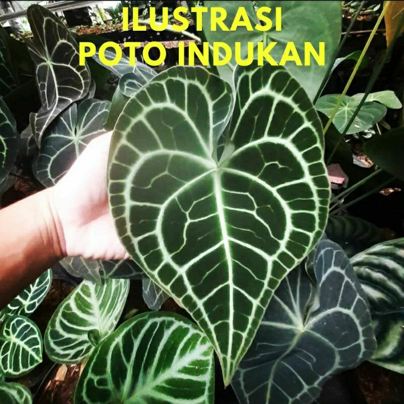 Anthurium Clarinervium Ori | Kuping Gajah Tarantula Ori | Tanaman Hias