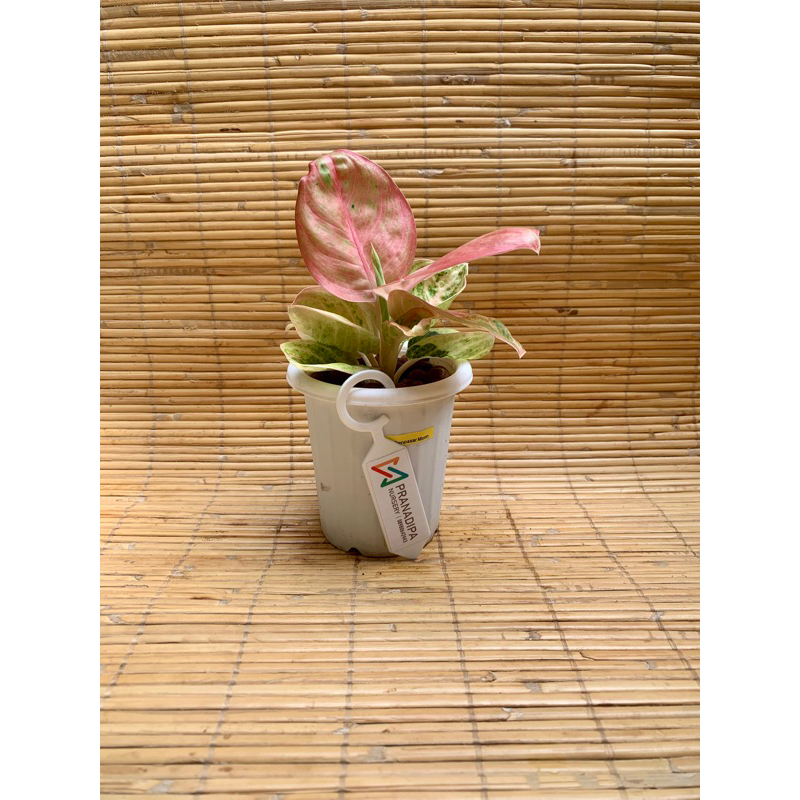Aglonema Denpasar Moon