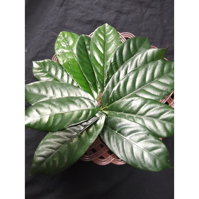 

Daun pala segar Original Murah 200gr