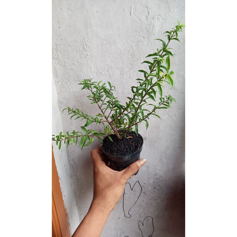 anting putri mikro daun lonjong