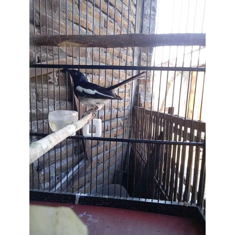 kacer poci tretes dada putih