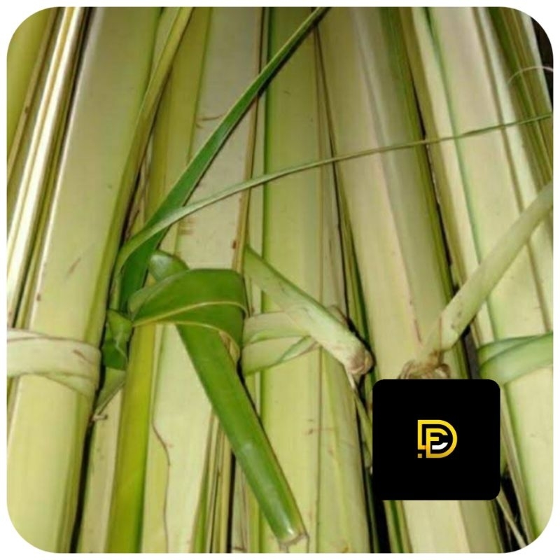 

Daun kelapa muda segar isi 50 lidi super-az