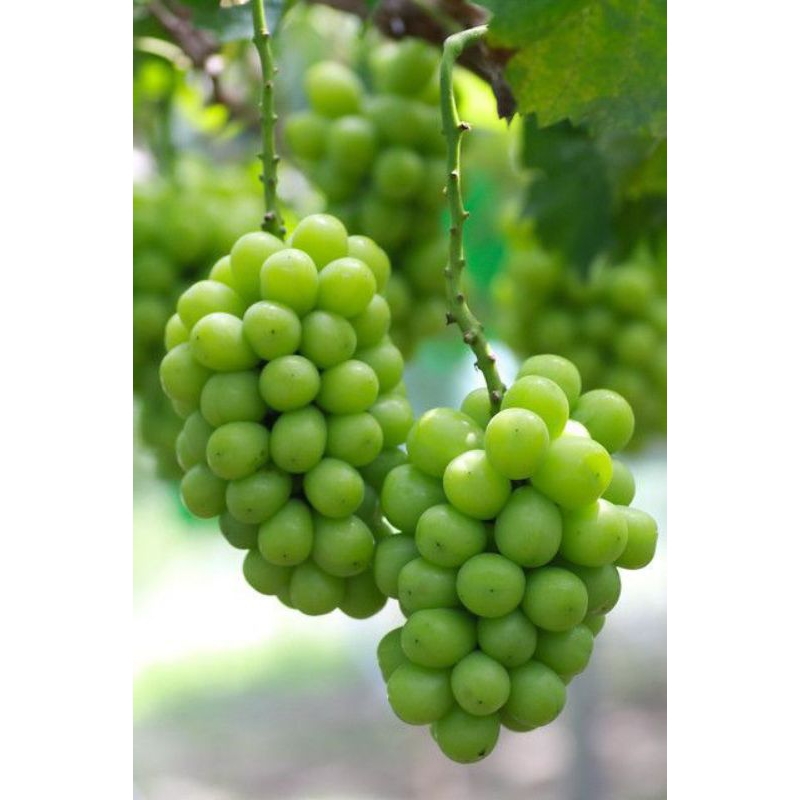 

[ PEKANBARU ] ✨ MUSCAT/ ANGGUR JEPANG ✨