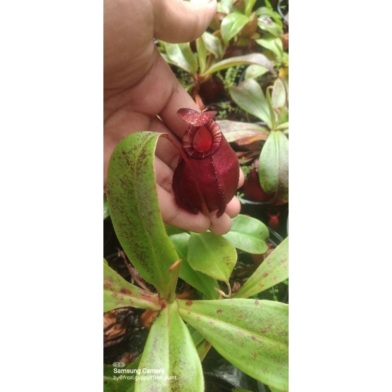 nepenthes hybrid id di deskripsi