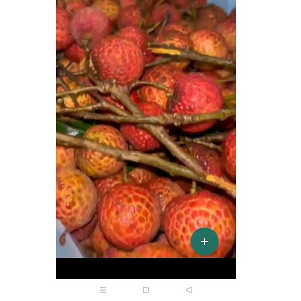 Buah Leci Madu/Merah