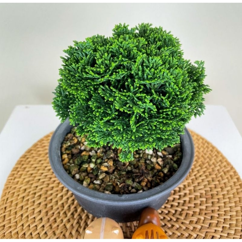 Bonsai Cemara Hinoki Japan - Original besar indukan