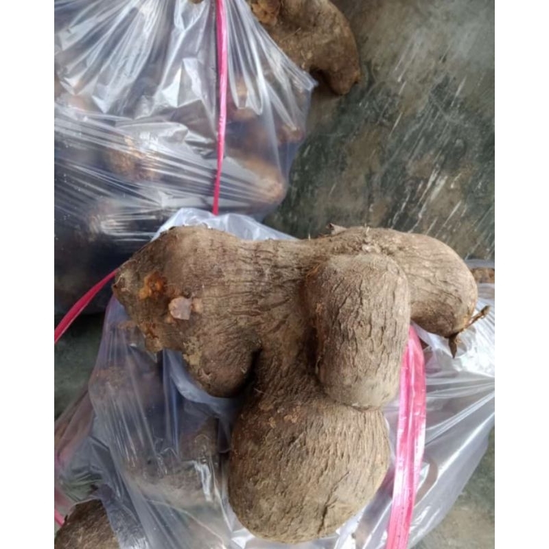 

Uwi manis Tuban perglundung