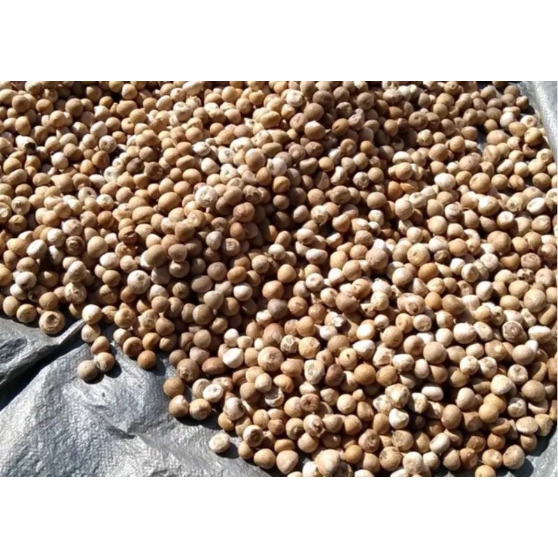 

pinang tua buah pinang kupas pinang kering