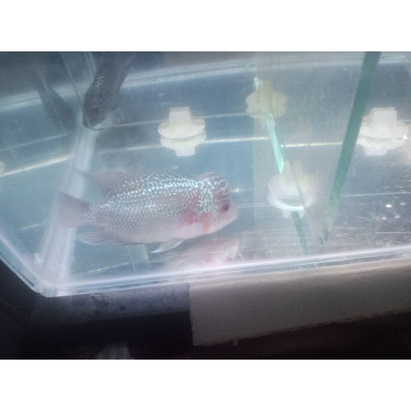 Promo ikan louhan srm cilnong size 7cm 4ekor