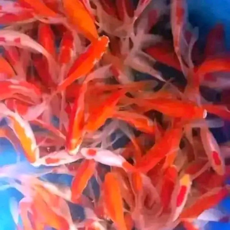 ikan komet slayer uk 6-8