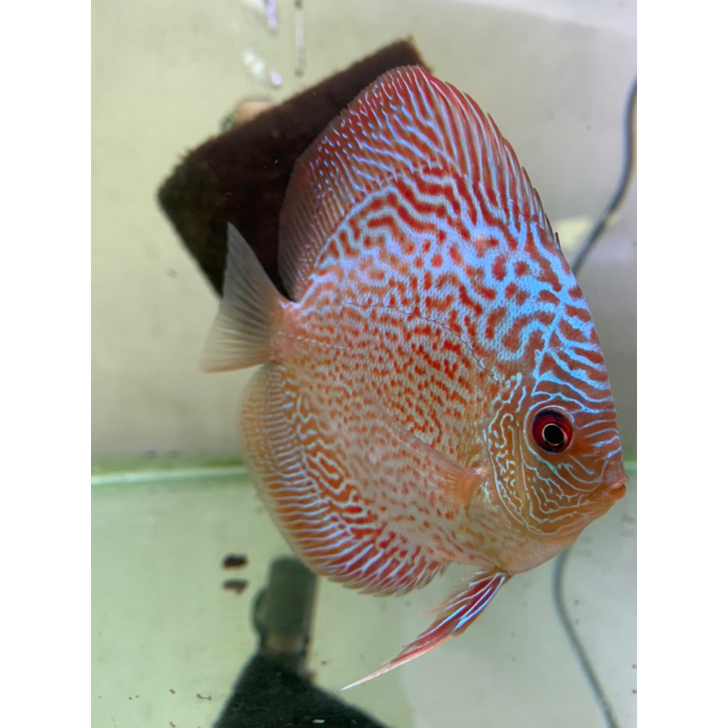 Discus Leopard Snake Skin