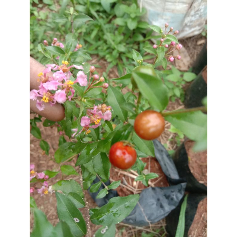 bibit bonsai sakura mikro Jepang 50cm