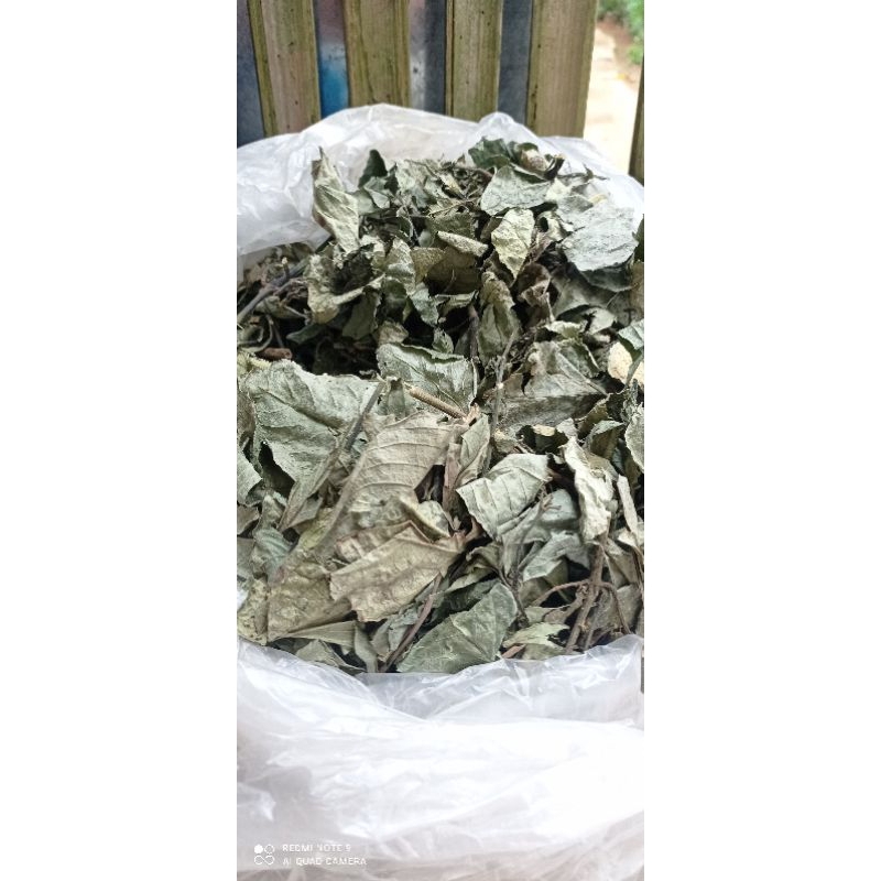 

Daun Keji Beling Ki Beling Kering 500 Gram