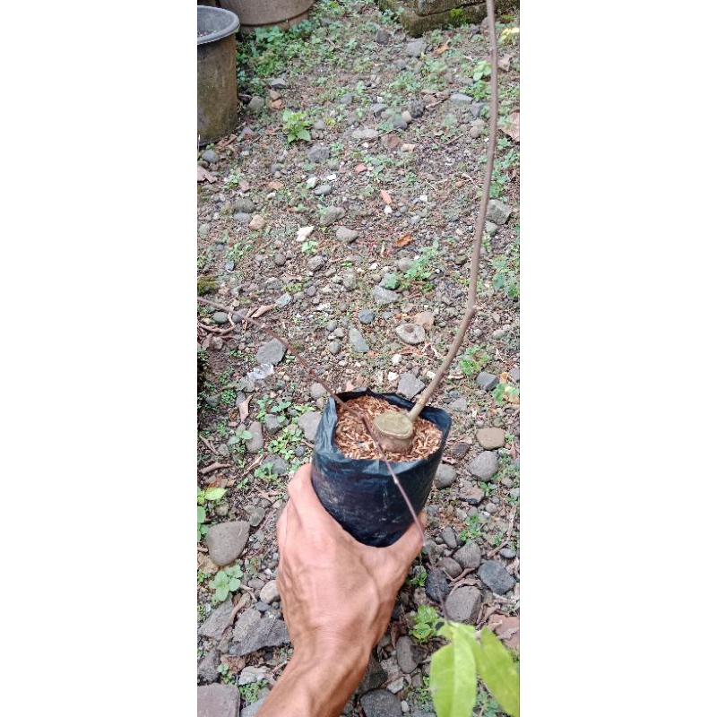 promo cangkokan anting putri