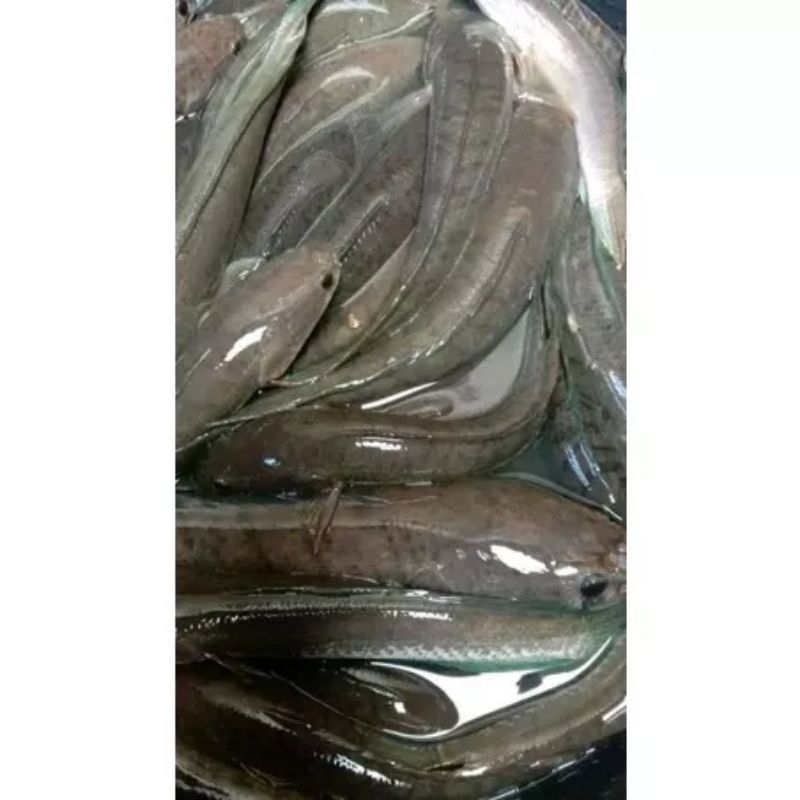 IKAN GABUS / IKAN KUTUK HIDUP SEGAR (READY SETIAP HARI)