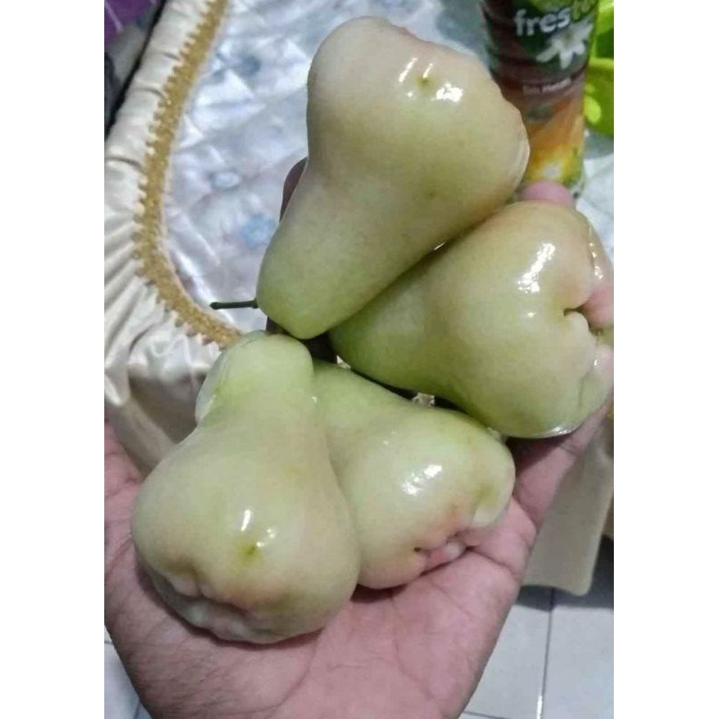 

jambu madu deli hijau 1 kg