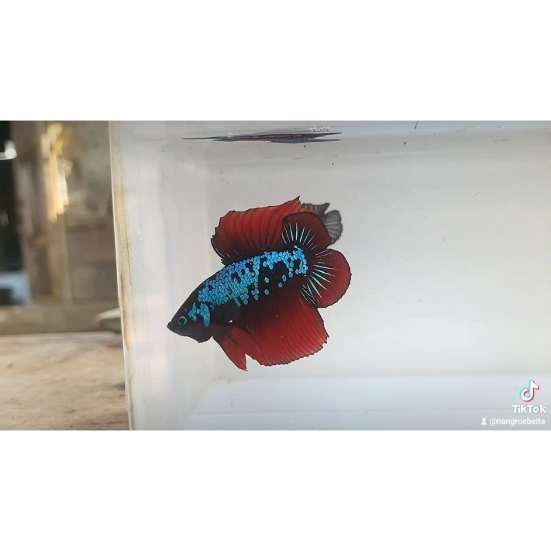 Cupang PKDT Avatar TOP GRADE Size M Jantan & Betina Tersedia Hiasan Aquarium