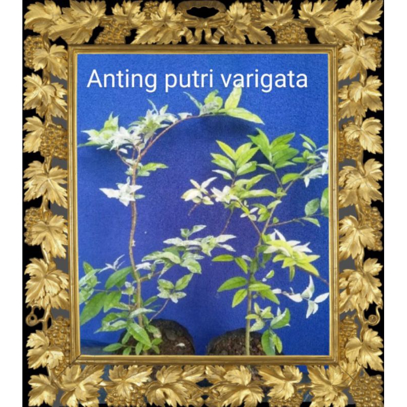 bibit bonsai anting putri salju/varigata