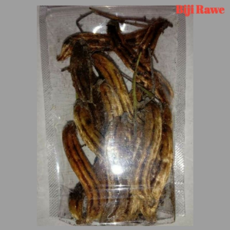Rawe Gatal Tanaman Hutan Langka Di Kirim Utuh Dengan Bulu Nya