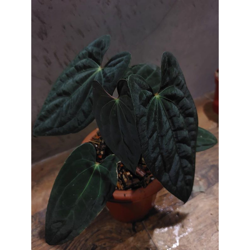 Anthurium Dark Phoenix X Fortsherman