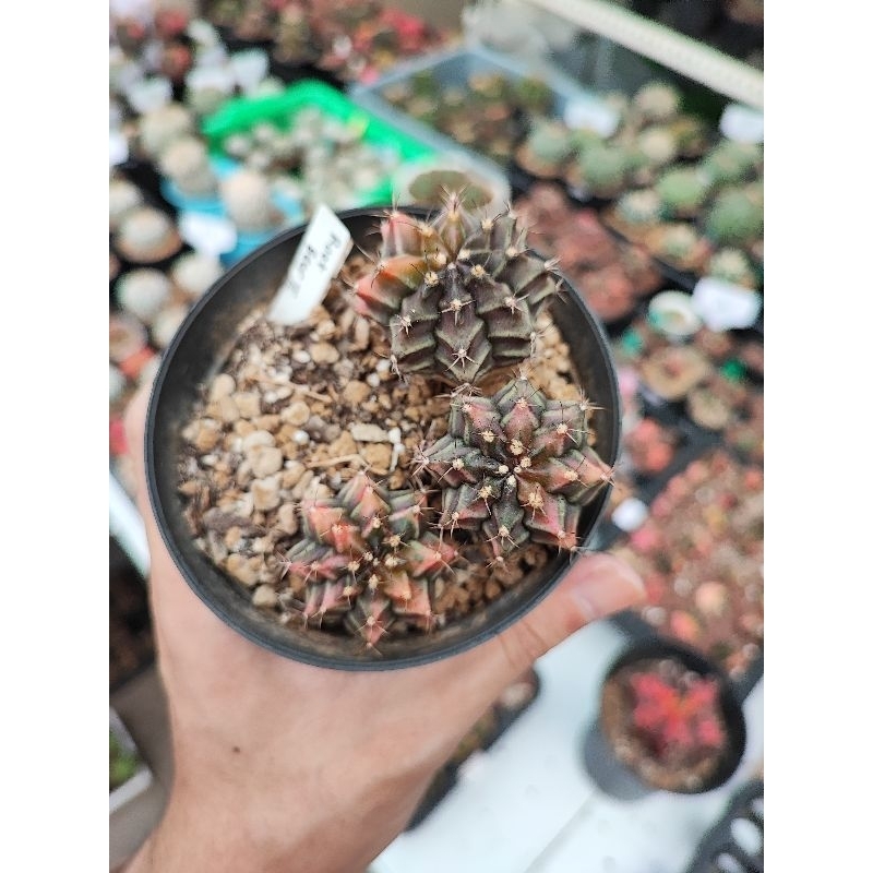 Kaktus Gymno Gymnocalycium Mihanovichii Miha Rootbeer Root beer