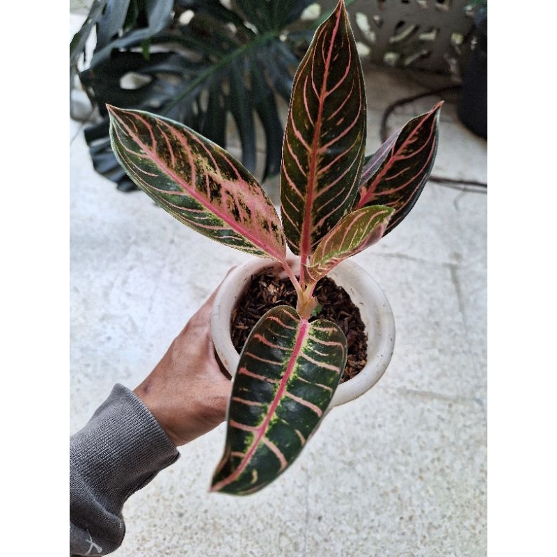 Aglonema pride of sumatra / aglonema Red sumatra