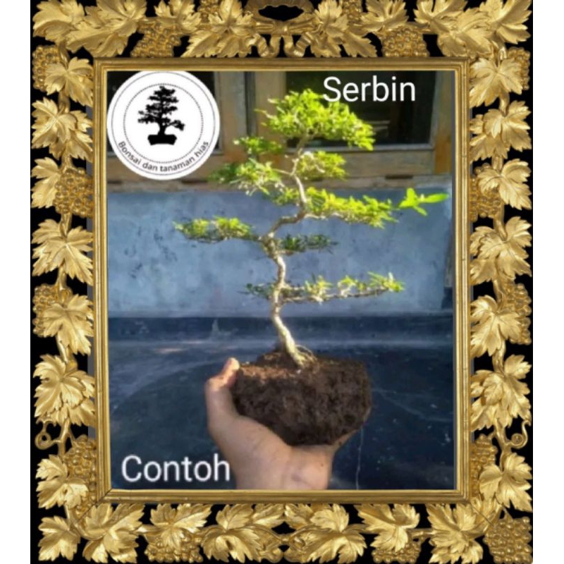 (COD)Bibit bahan bonsai seribu bintang