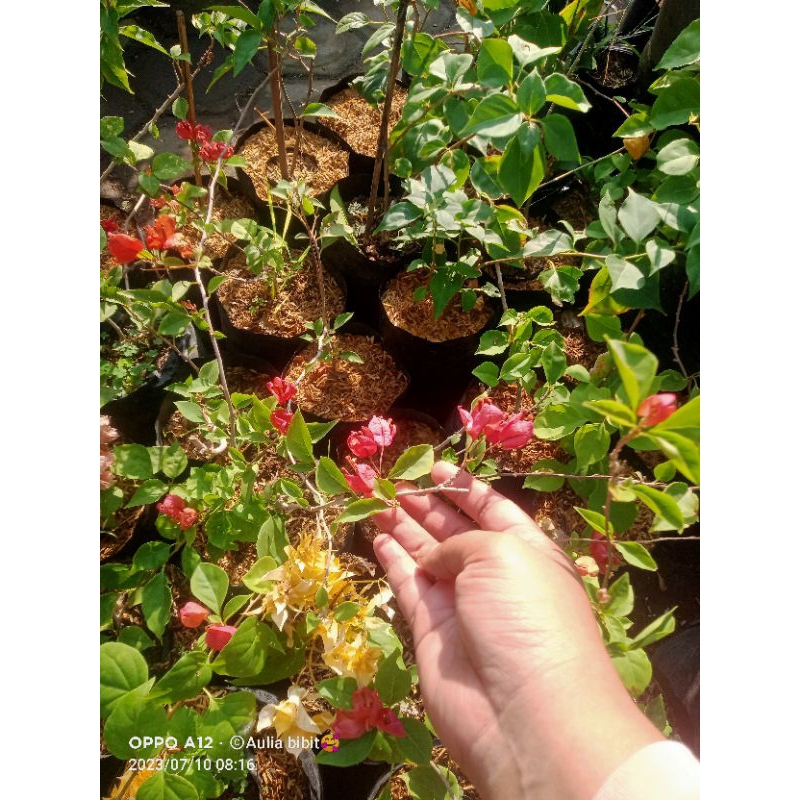 Bougenville anggur oranye